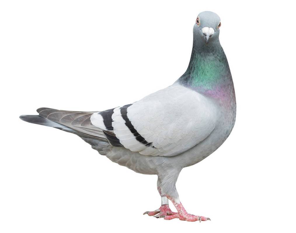 full body of speed racing pigeon bird isolate white background