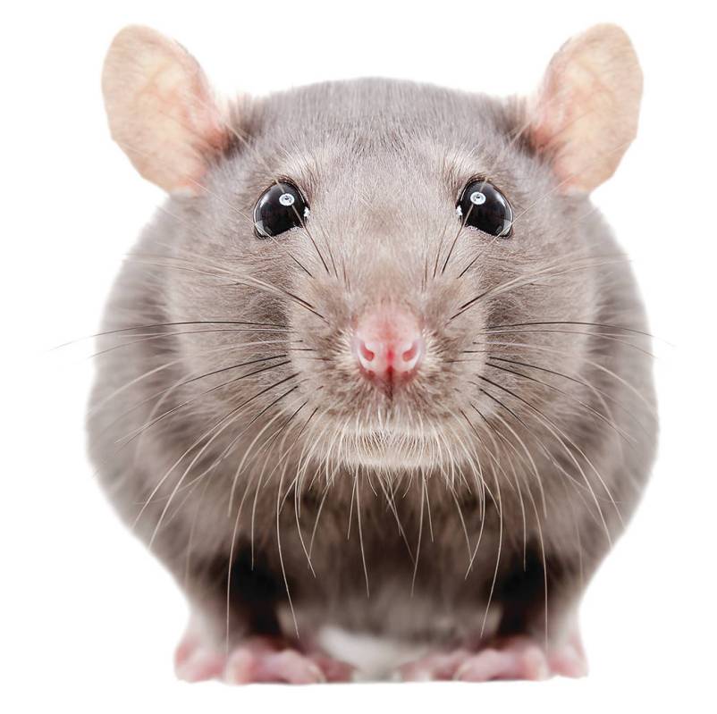 Portrait of a curious gray rat isolated on white background