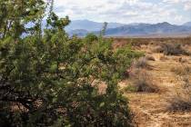 A catclaw acacia grows in the desert about 30 miles northeast of Las Vegas at the proposed site ...