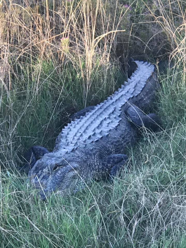 Sheriff’s deputies in Louisiana say an alligator took a bite out of one of their patrol cars ...