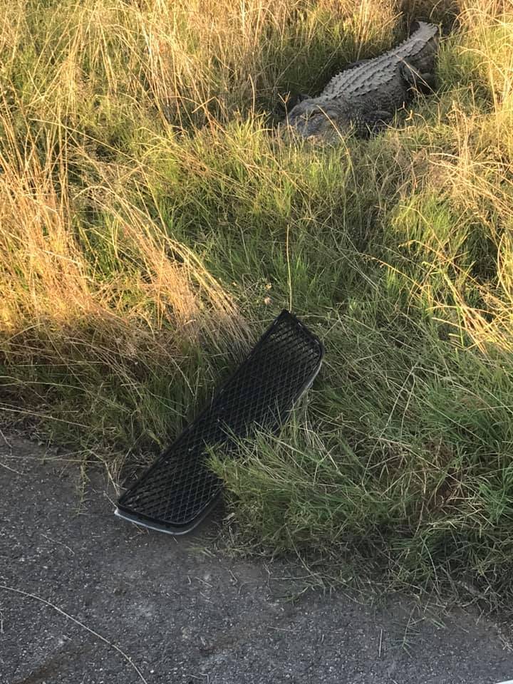 Sheriff’s deputies in Louisiana say an alligator took a bite out of one of their patrol cars ...