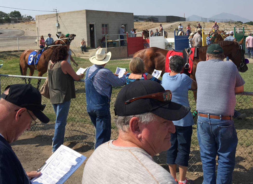 Handicappers study the body language of entrants at the paddock at the White Pine Races on Sund ...