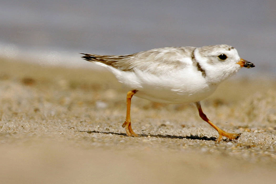 FILE - In this July 12, 2007 file photo, an adult Piping Plover runs along a beach as waves lap ...