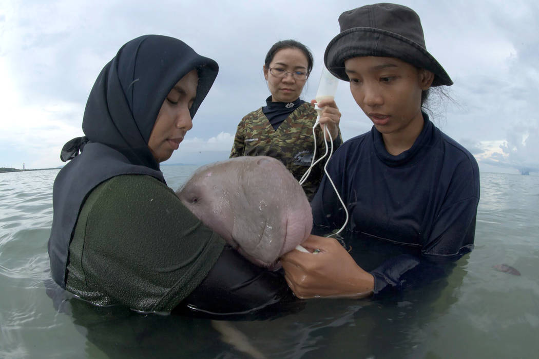 In this Thursday, May 23, 2019, photo, officials of the Department of Marine and Coastal Resour ...