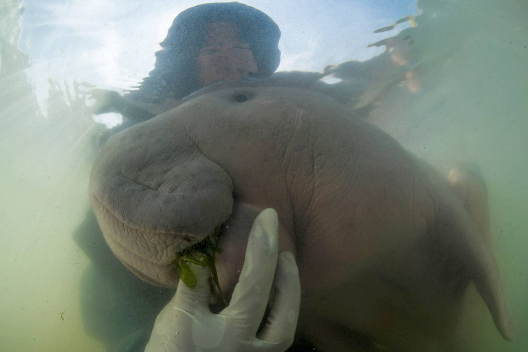 In this Thursday, May 23, 2019, photo, an official of Department of Marine and Coastal Resource ...