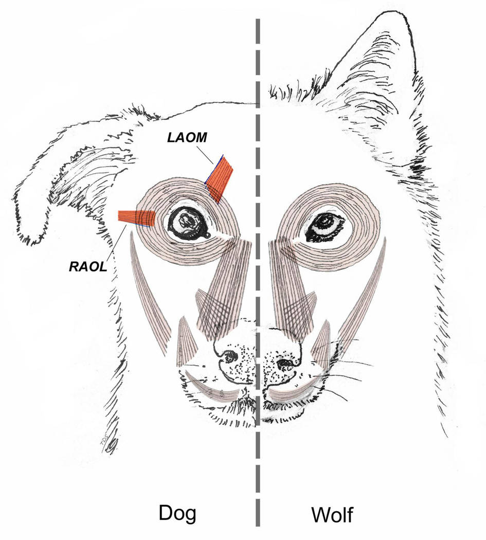 This diagram provided by Tim Smith in June 2019 shows a comparison between dog and wolf facial ...