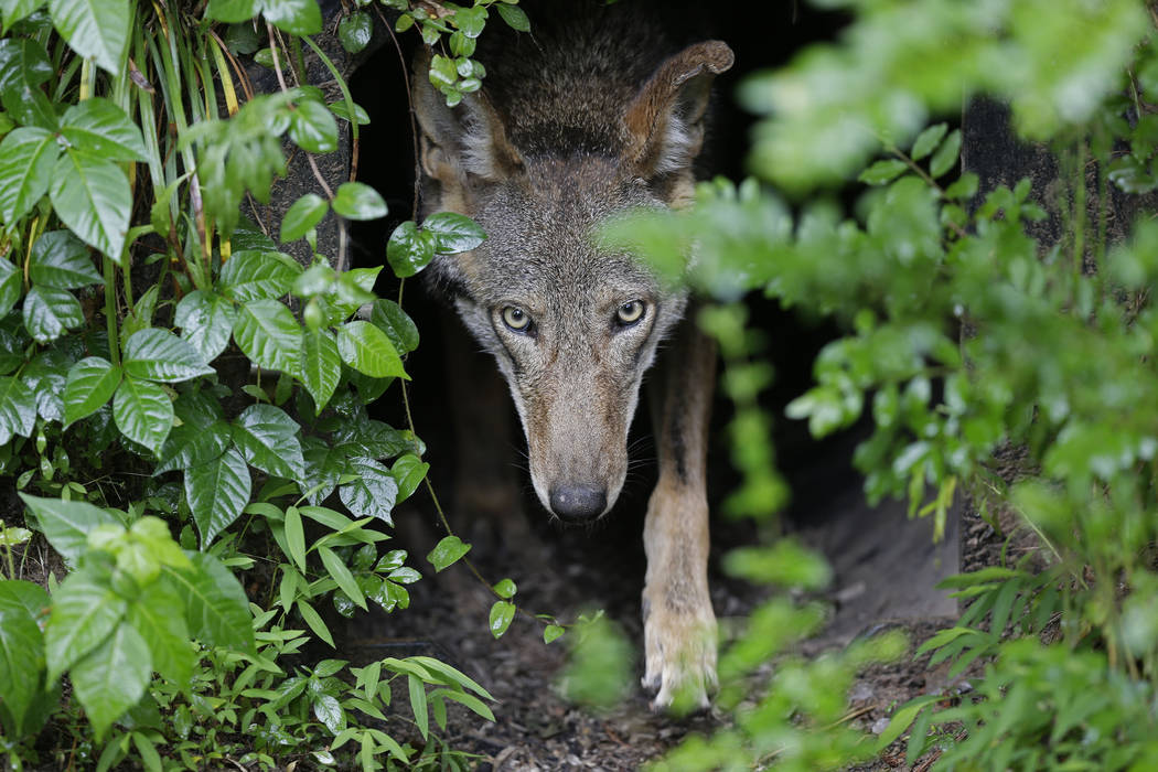 FILE - In this Monday, May 13, 2019 file photo, a female red wolf emerges from her den shelteri ...