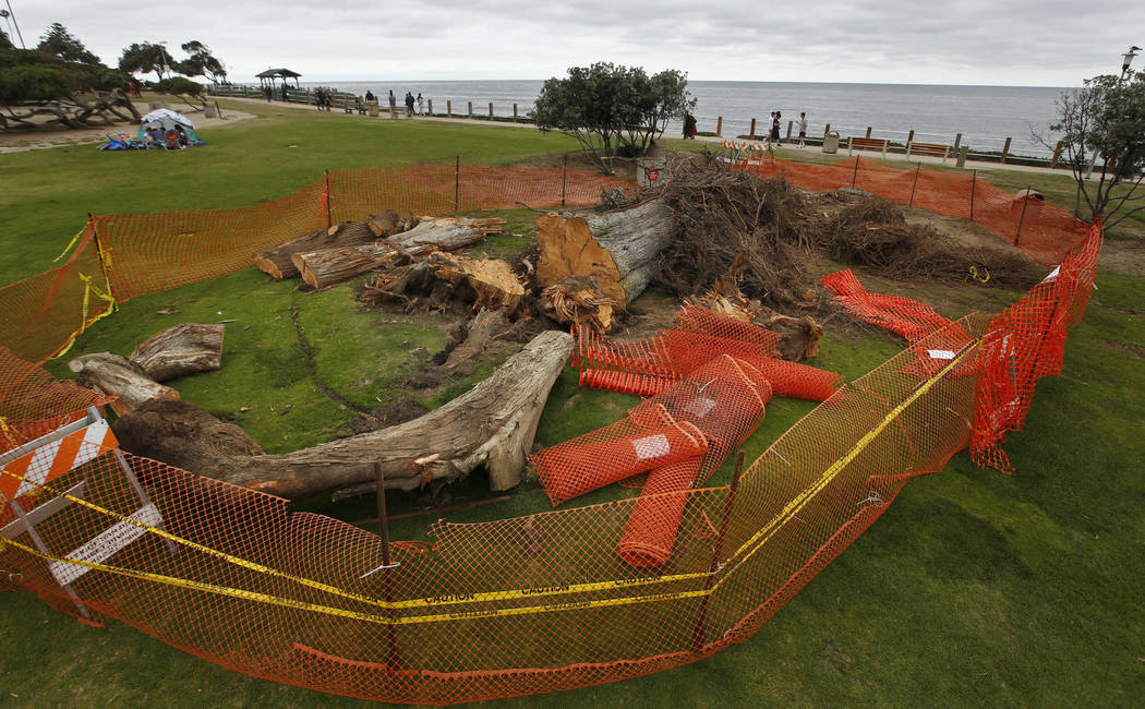 This June 17, 2019 photo shows a Monterey cypress tree that was toppled in Ellen Browning Scrip ...