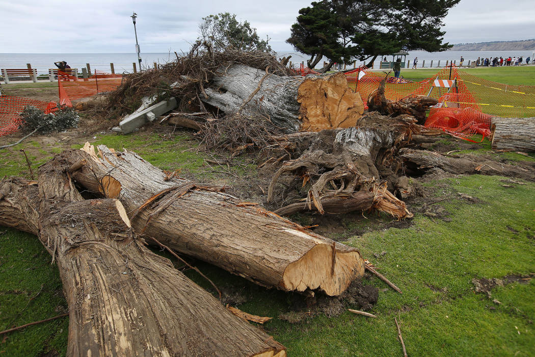 This June 17, 2019 photo shows a Monterey cypress tree that was toppled in Ellen Browning Scrip ...