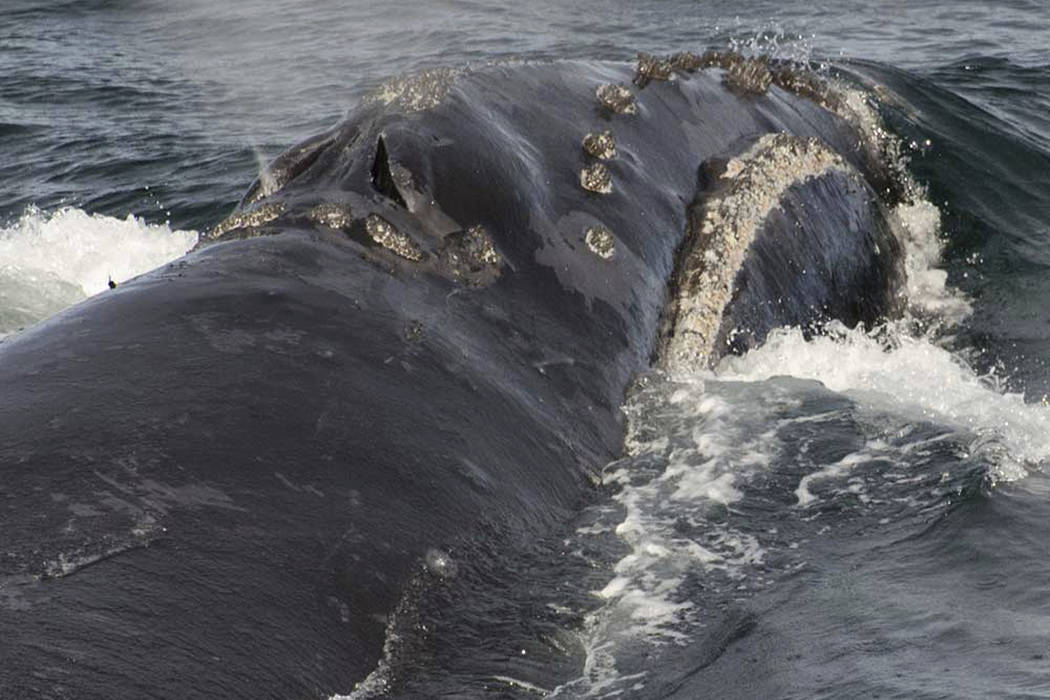 FILE - In this Aug. 6, 2017, file photo, provided by NOAA Fisheries a North Pacific right whale ...