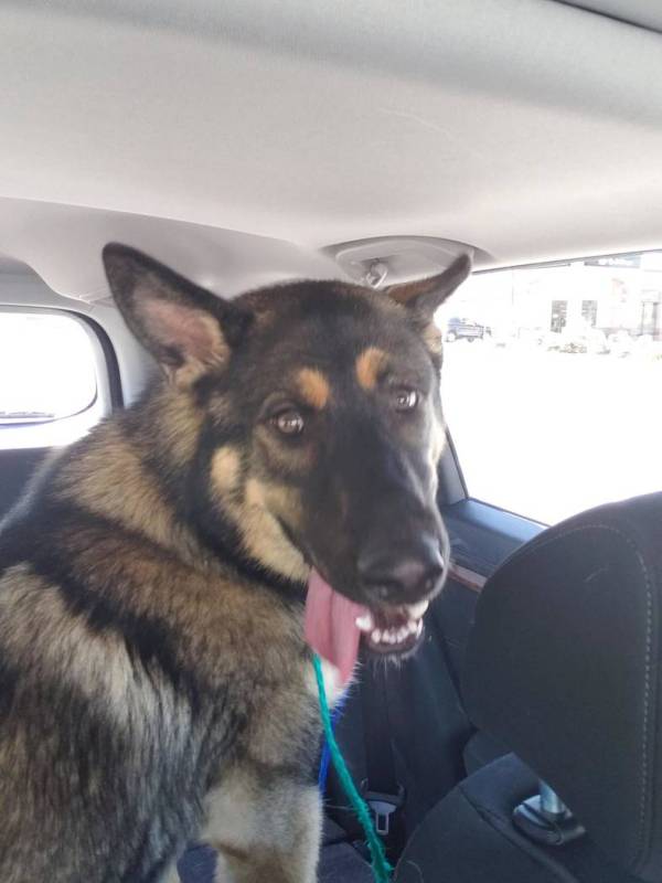 Nevada Highway Patrol Trooper Jeff Freeman's newly adopted German Shepard named Chief. (Nevada ...