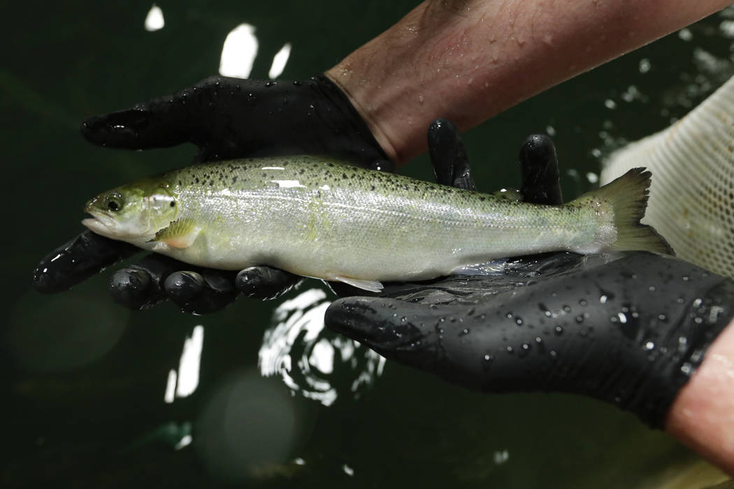 Peter Bowyer, the facility manager at AquaBounty Technologies, holds one of the last batch of c ...