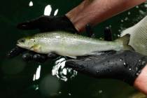 Peter Bowyer, the facility manager at AquaBounty Technologies, holds one of the last batch of c ...