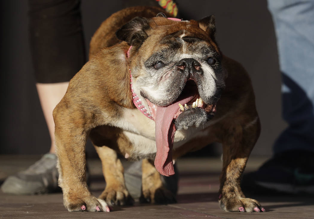 FILE - In this June 23, 2018, file photo, Zsa Zsa, an English Bulldog owned by Megan Brainard, ...