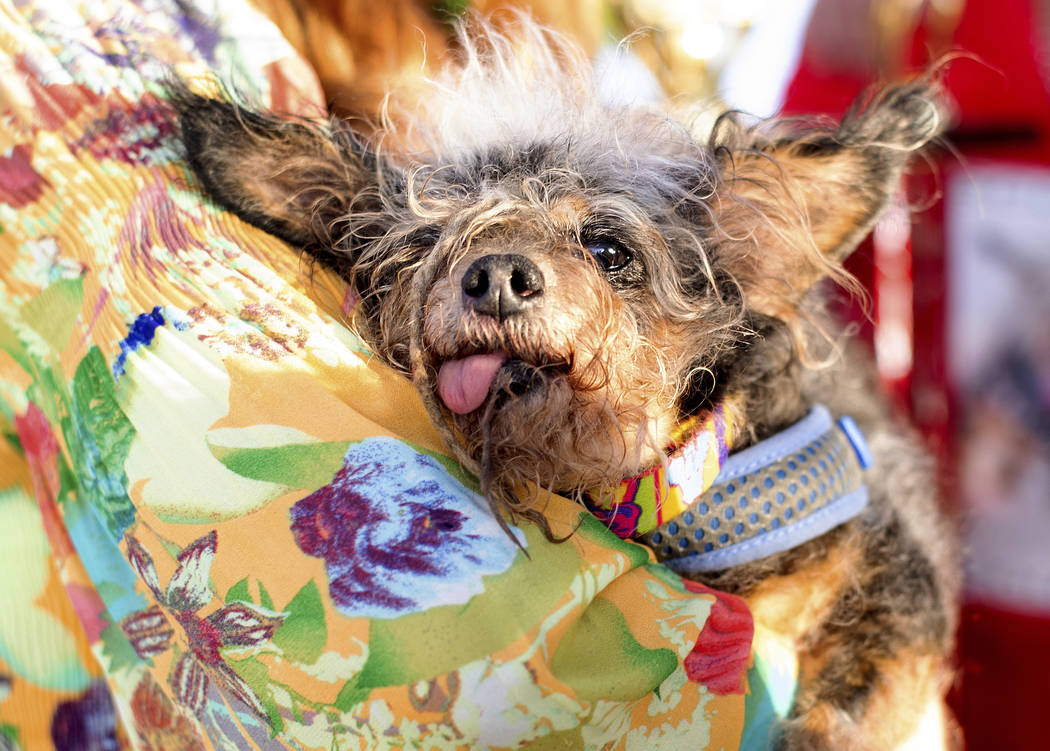 Scamp the Tramp rests after winning the World's Ugliest Dog Contest at the Sonoma-Marin Fair in ...