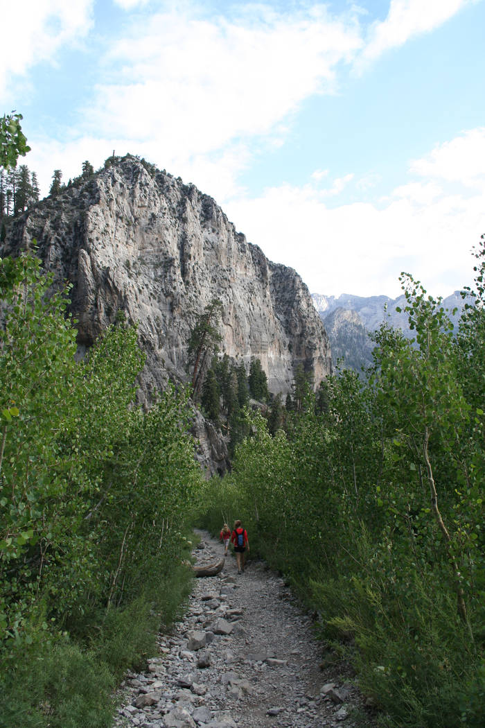 The Mount Charleston area of the Spring Mountains National Recreation Area is an ideal summer d ...