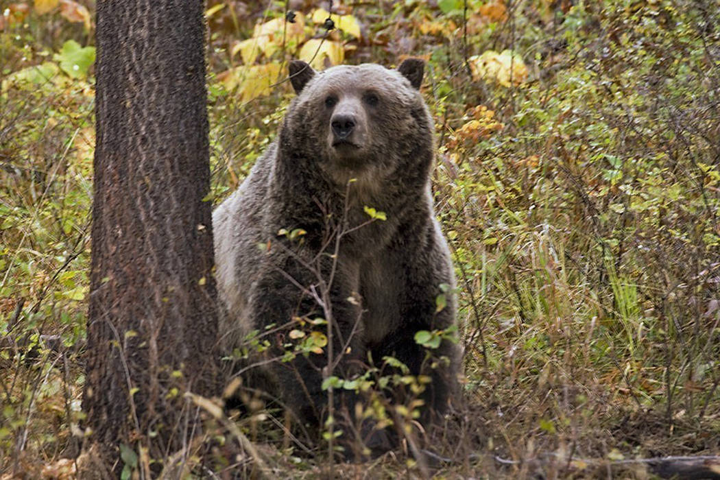 FILE - This undated file photo provided by the Montana Fish, Wildlife and Parks shows a sow gri ...