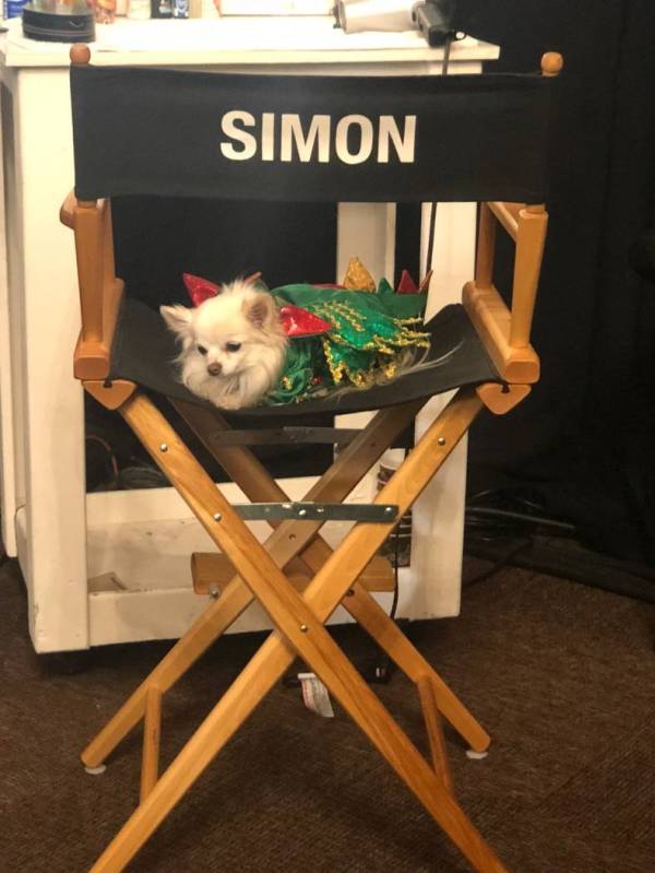 Mr. Piffles, sidekick of Piff the Magic Dragon of Flamingo Las Vegas, is shown lounging backsta ...