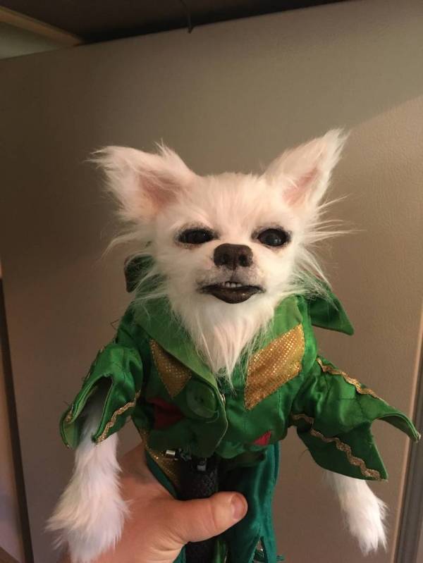 Mr. Stuffles, Piff The Magic Dragon's puppet partner, is shown backstage at Flamingo Las Vegas. ...