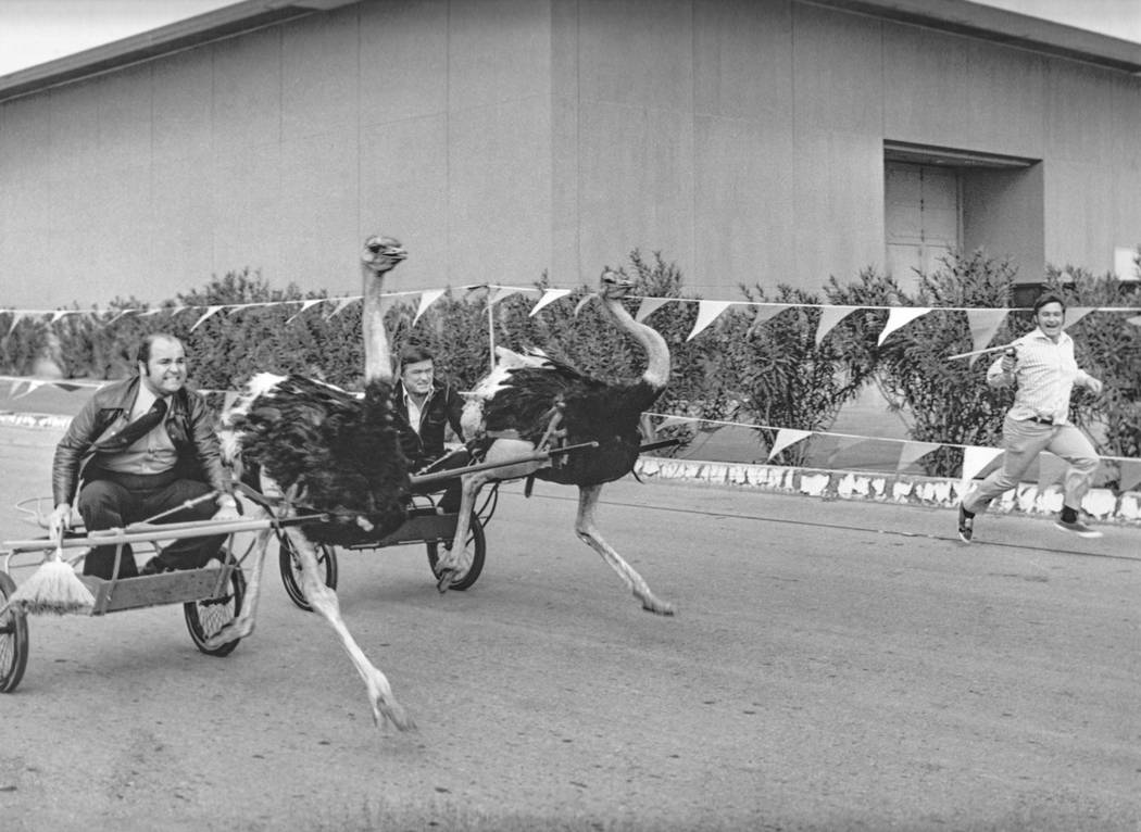 Ostrich racing at the Las Vegas Hilton. (Westgate)