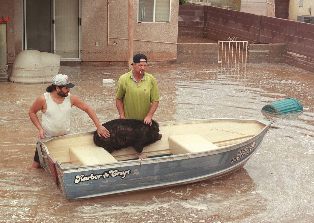 Chris Kangas, left, and Mike Suits calm a pot bellied pig they rescued at a residence on Thurgo ...