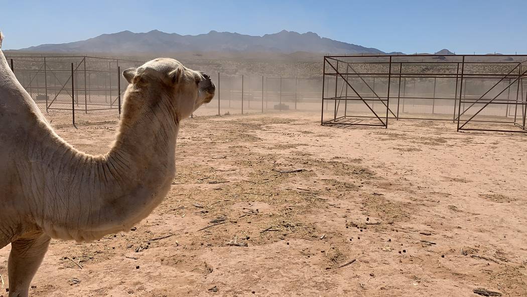 About an hour outside of Las Vegas, near Bunkerville, you’ll find the Camel Safari. (Mat Lusc ...