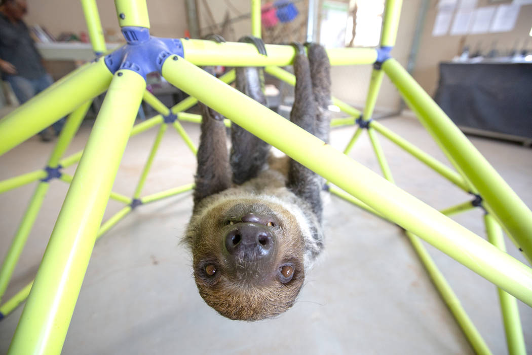 A sloth climbs in his jungle gym at Camel Safari on Monday, July 8, 2019 in Bunkerville. Camel ...