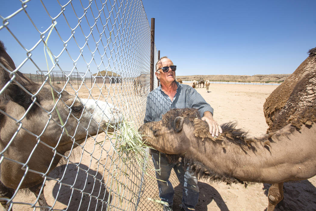 Guy Seeklus feeds his camels at the Camel Safari on Monday, July 8, 2019, in Bunkerville. Camel ...