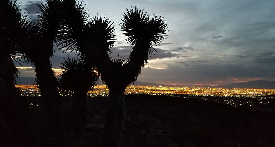 Joshua tree stands above millions of Las Vegas Valley lights. (Natalie Burt)