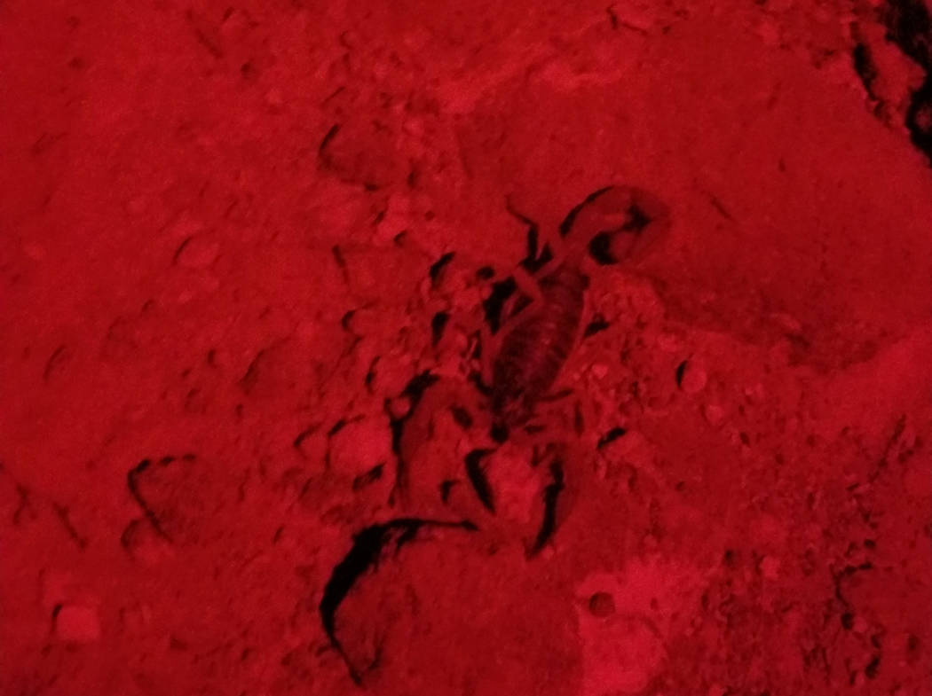 A five-inch desert hairy scorpion crossed the path on a summer night hike in Sloan Canyon Natio ...