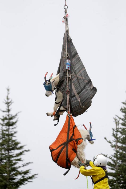 Olympic National Park Wildlife Branch Chief Patti Happe reaches toward a pair of mountain goats ...