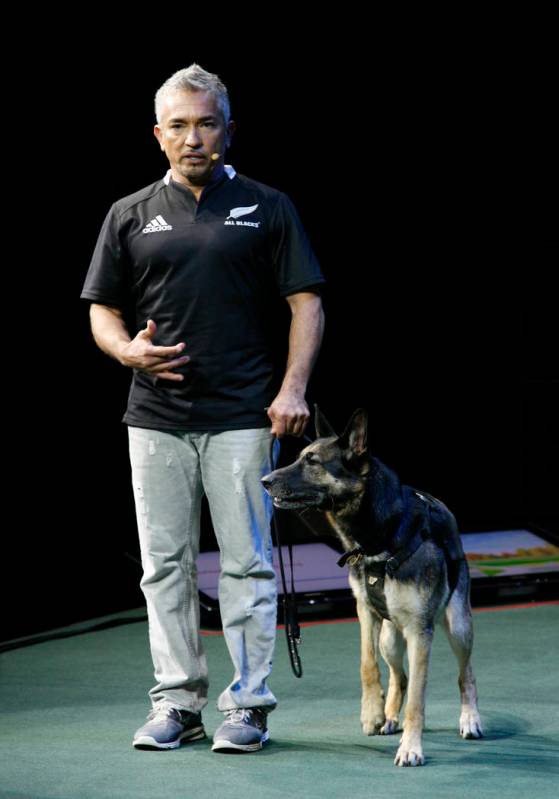 Cesar Millan brings his "Leader of the Pack" live show to the Palms Friday. (Courtesy photo)