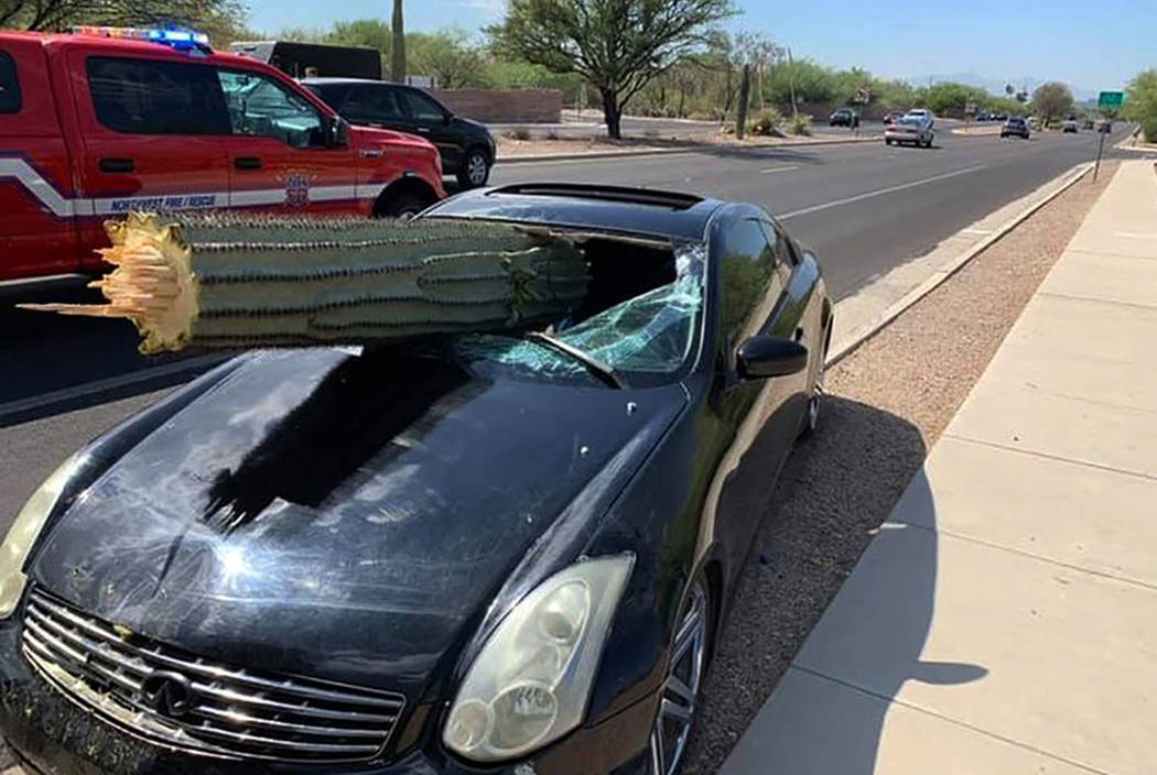 A driver escaped injury when his car's windshield was pierced by the trunk of a saguaro cactus ...