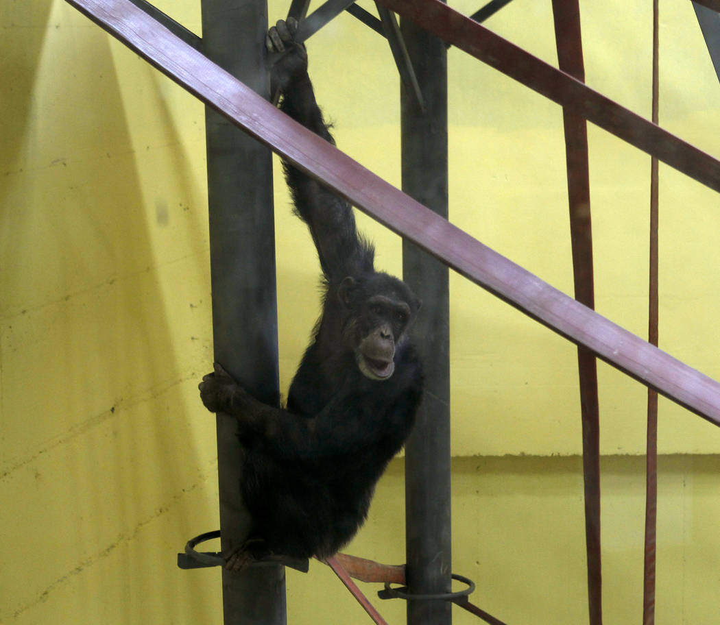 Koko, the chimpanzee hangs from a railing in a special compartment at the Skopje zoo, in Skopje ...