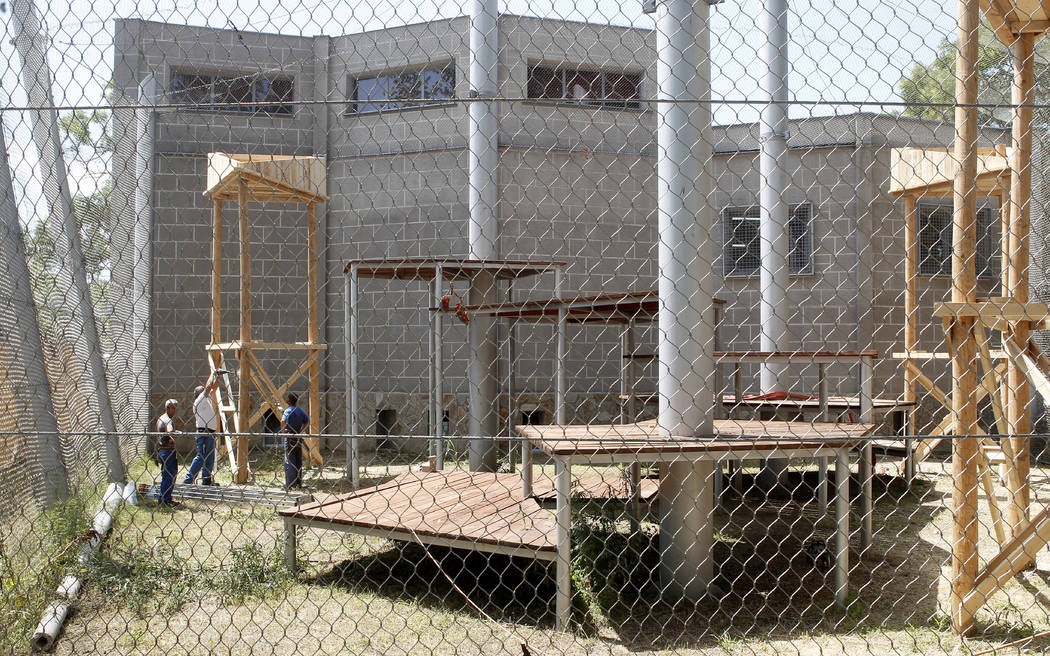 Construction workers complete the final touches to the special enclosure for chimpanzees, at th ...