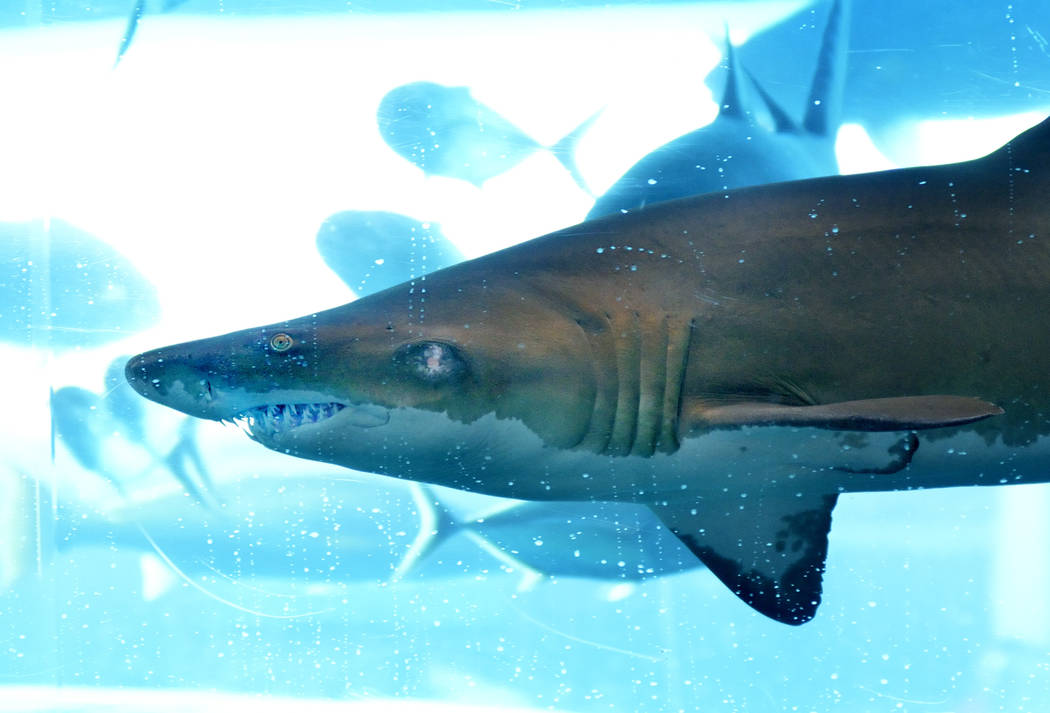 A shark is shown in The Tank, a 200,000 gallon shark tank with an enclosed water slide, in the ...