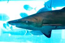 A shark is shown in The Tank, a 200,000 gallon shark tank with an enclosed water slide, in the ...
