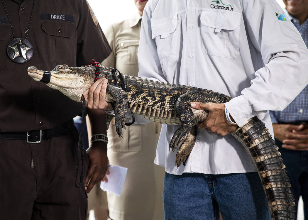 Florida alligator expert Frank Robb holds an alligator during a news conference, Tuesday, July ...