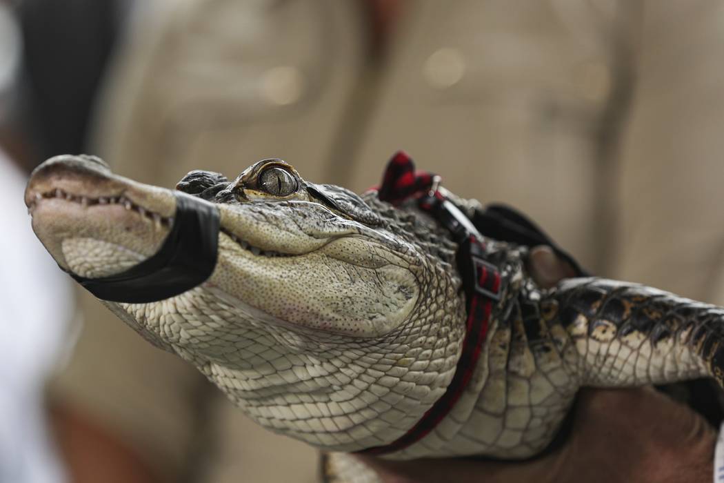 Florida alligator expert Frank Robb holds an alligator during a news conference, Tuesday, July ...