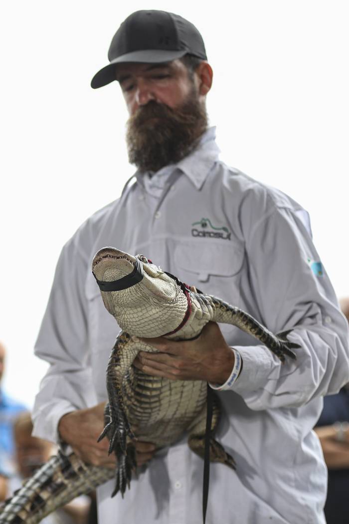 Florida alligator expert Frank Robb holds an alligator during a news conference, Tuesday, July ...