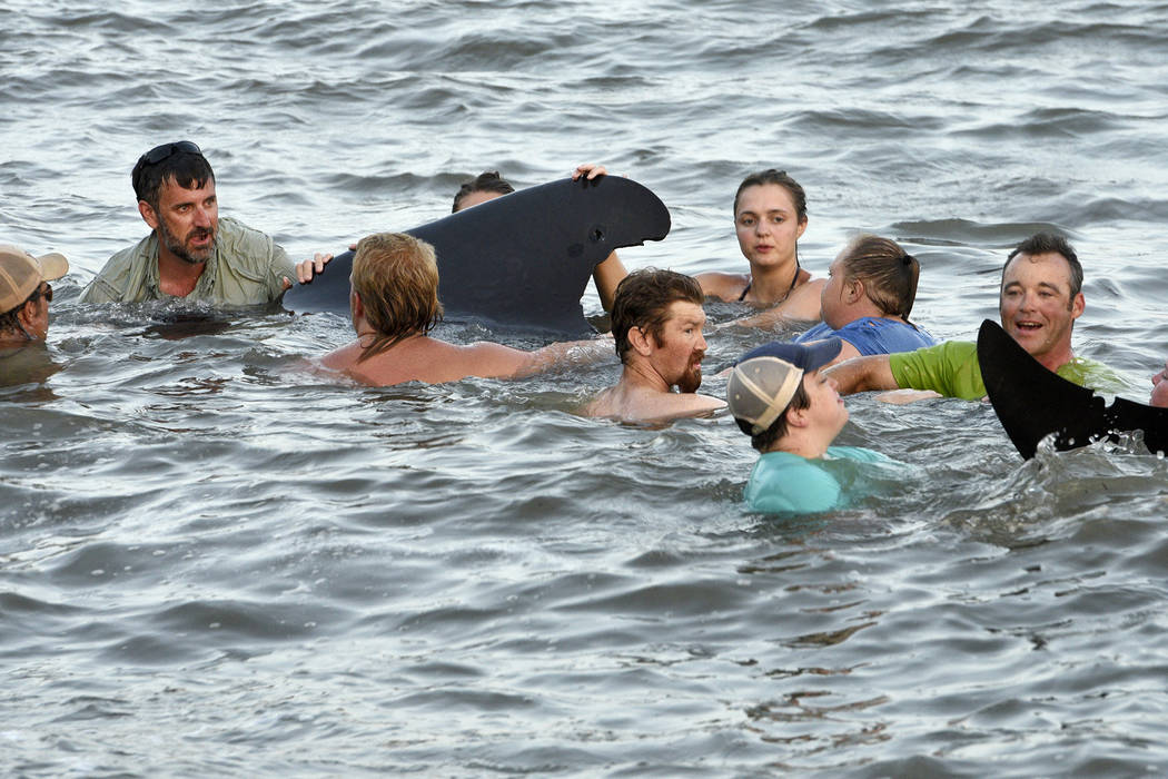 Georgia Department of Natural Resources personnel and beachgoers struggle to keep a short-fin p ...