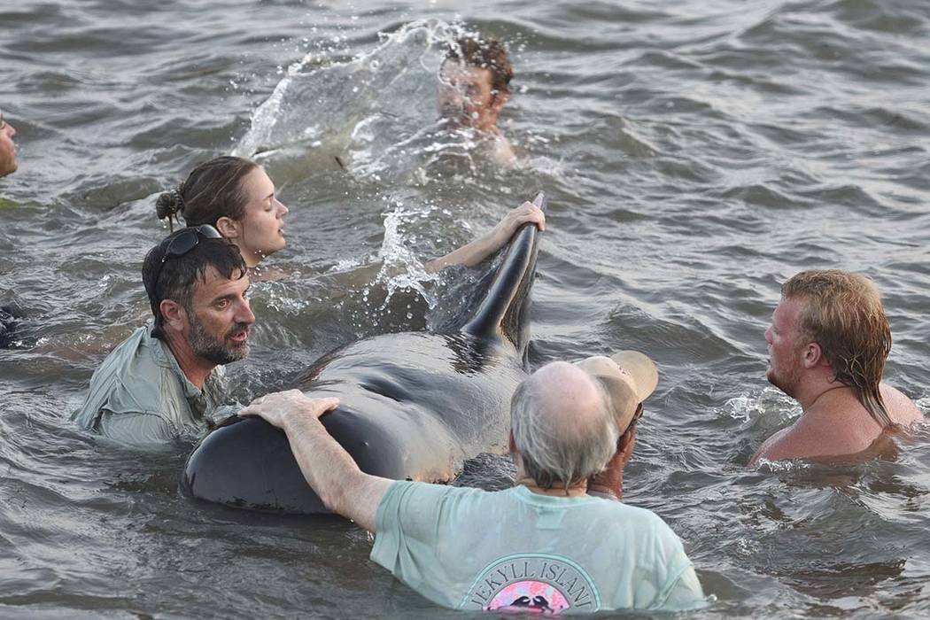 Georgia Department of Natural Resources personnel and beachgoers struggle to keep a short-fin p ...