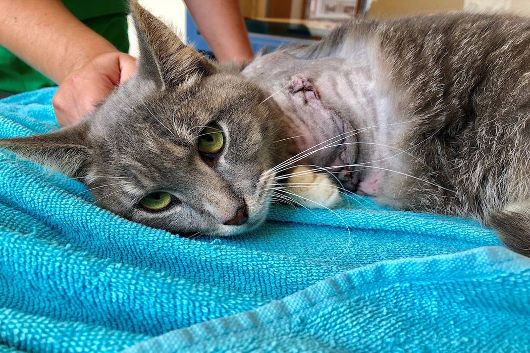 This photo provided by Humane Animal Rescue on July 16, 2019, shows a cat being treated at the ...