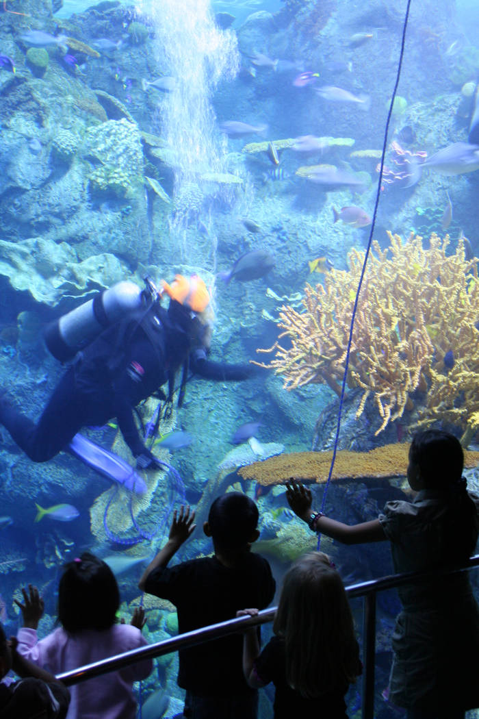 Children at the Aquarium of the Pacific are often treated to the sight of underwater divers who ...