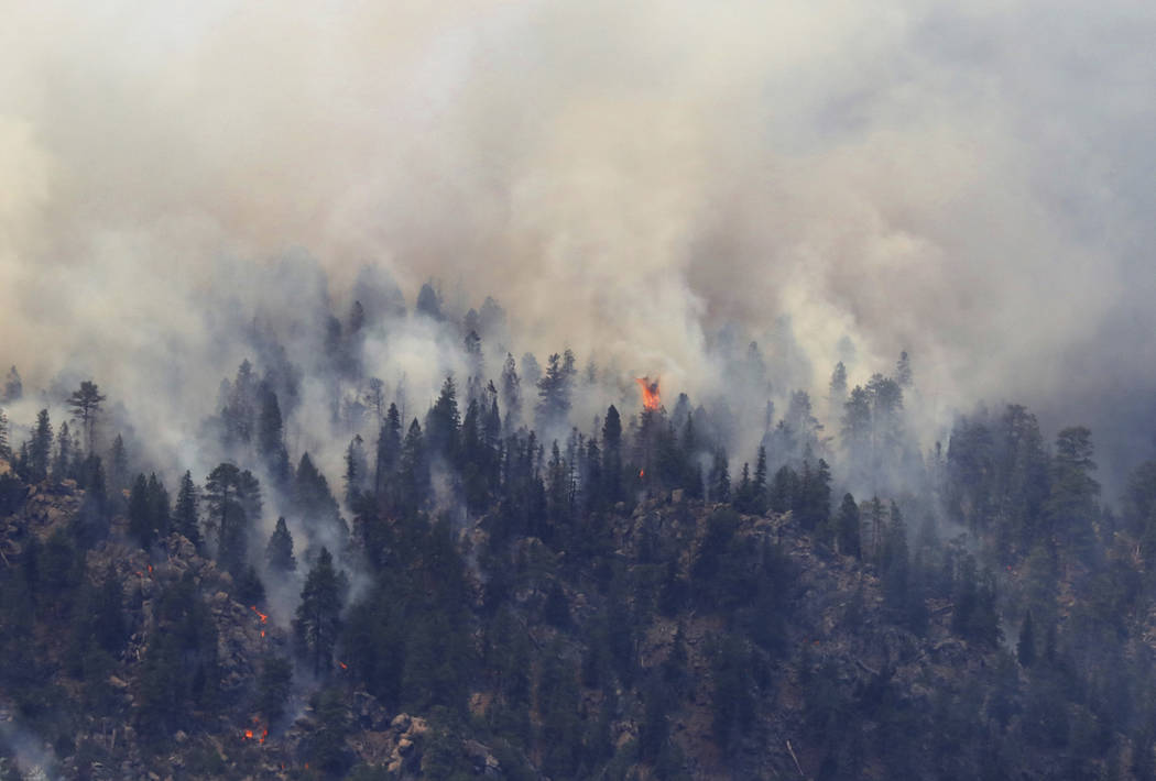 A tree erupts in flame in the face of the Museum Fire Sunday, July 21, 2019 in Flagstaff, Ariz. ...