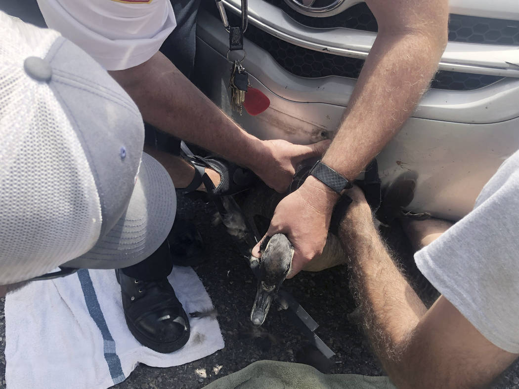 In this Saturday, July 20, 2019, photograph provided by Esther Lotz, rescue officials and volun ...