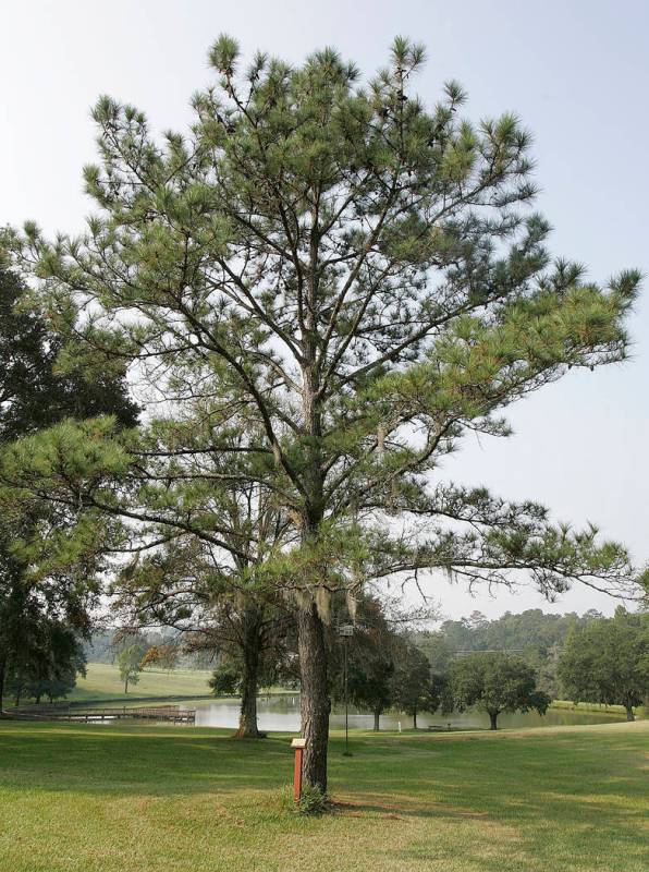 In this Sept. 14, 2005, file photo, a moon tree planted from seeds taken to the moon on Apollo ...