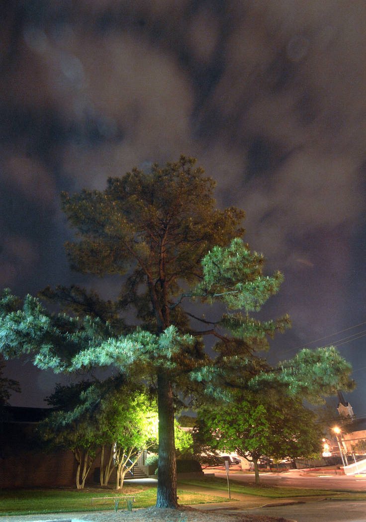 In this April 20, 2010, file photo, clouds surround the "Moon Tree," a loblolly pine propagated ...