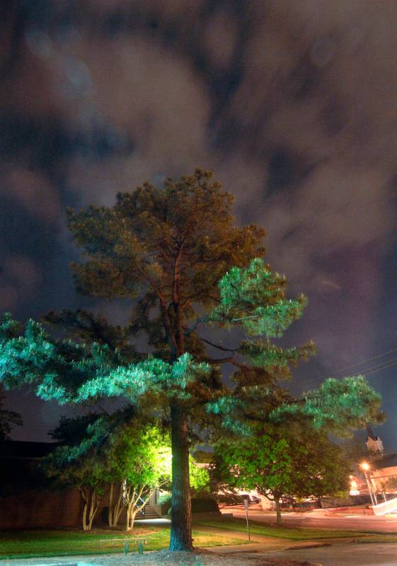 In this April 20, 2010, file photo, clouds surround the "Moon Tree," a loblolly pine propagated ...