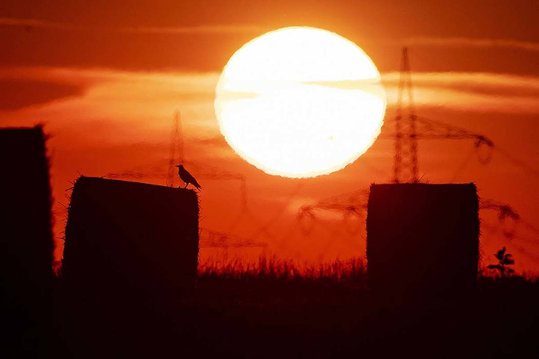 A bird sits on a straw bale on a field in Frankfurt, Germany, as the sun rises on Thursday, Jul ...